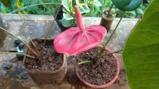 How to grow anthurium plants [upl. by Hodgson516]