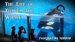 The Life of Tilikum the Whale  A Short Documentary  Fascinating Horror [upl. by Aiel]