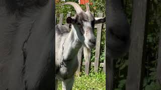 Meet Ukraines Remarkable Goats A Journey with the Friendliest Animals [upl. by Papagena]