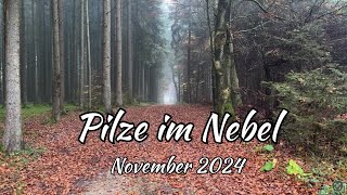 Pilze im Nebel  November 2024 [upl. by Kory615]