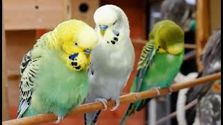 Over 9 hours of Budgies Playing Singing and Talking [upl. by Lytsirhc]