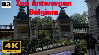 Exploring Zoo Antwerpen  Belgiums Oldest Zoo Adventure [upl. by Weld]