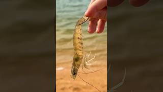 How To Hook Live Shrimp Method 2 [upl. by Coveney]