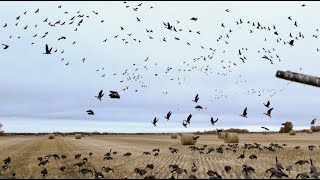 🔥 SASKATCHEWAN WATERFOWL FURY [upl. by Amapuna]