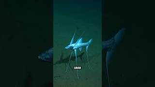 This fish have three legs😱 shorts youtubeshorts viralshorts facts amazingfacts [upl. by Wynny143]