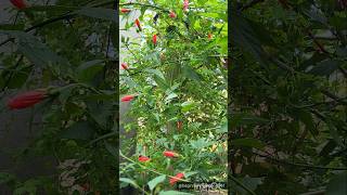 Amazing full bloom of Sleeping hibiscuswax mallowMalvaviscus arboreusnatureshortsflowers [upl. by Noll]