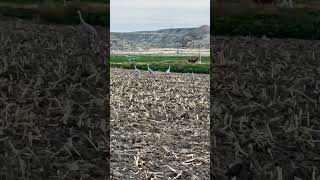 Three Sandhill Cranes being watched about 30 yards away 🦩🦩🦩 [upl. by Jerman]