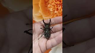 The Greater Stag Beatle  Lucanus Cervus [upl. by Jonna]