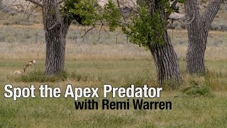 Spot the Apex Predator with Remi Warren [upl. by Ciardap608]