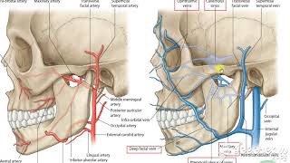 Pterygoid venous pluxes 2 [upl. by Namad]