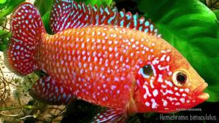 Hemichromis bimaculatus African jewelfish Хромискрасавец [upl. by Ahsienat]