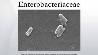 Enterobacteriaceae [upl. by Deana]