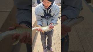 Tiger muskellunge in Chicago Illinois trending youtubeshorts shorts fishing [upl. by Cope]