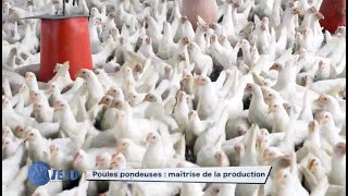 POULE PONDEUSE COMMENT REUSSIR [upl. by Essinger]