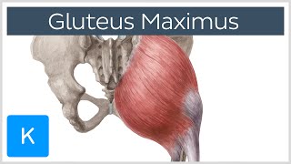 Gluteus Maximus Muscle  Function Origin amp Insertion  Human Anatomy  Kenhub [upl. by Shippee]