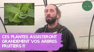 CES PLANTES assisteront GRANDEMENT vos ARBRES FRUITIERS [upl. by Ellerret510]