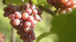 Gewürztraminer Trauben gewachsen in der Heimat des Gewürztraminers  Tramin [upl. by Marieann]