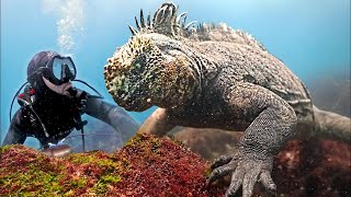 LE LÉZARD GODZILLA EXISTETIL  🦎 Une iguane marine géante  Brave Wilderness Français [upl. by Onirefez235]