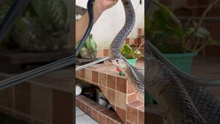 Rescaté una serpiente lanza 🐍 serpientes drymarchonmelanurus culebra culubrido colubridae fyp [upl. by Atilol]