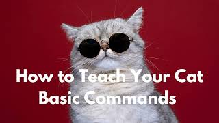 How to Teach Your Cat Basic Commands [upl. by Liamsi]