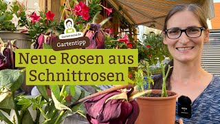 Aus Schnittrosen neue Rosen ziehen [upl. by Pavlov]