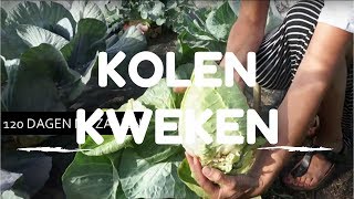 Kolen kweken van zaaien tot oogsten [upl. by Hinda]