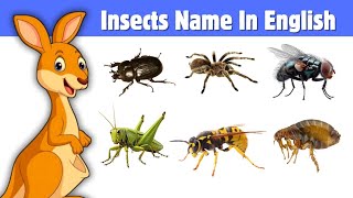 Insects Name In English  Insects For Kids  Name Of Insects insects [upl. by Wahs683]