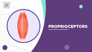 Proprioceptors explained in 2 mins [upl. by Parhe9]