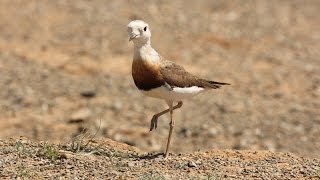 Updated video of our birding and wildlife tours in Mongolia [upl. by Eckardt]