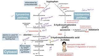 Metabolism of Aromatic Amino AcidsTryptophan neetpgaiimsmednerdusmle [upl. by Marguerita]