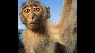 Learn All About Monkeys An Educational Video for Kids [upl. by Zuleika]