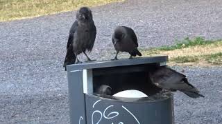 Jackdaws took control of a trash bin in the park Finland [upl. by Phenica]