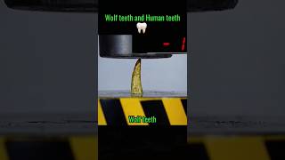 Wolf Teeth versus Human Teeth👀QUICK VIDEO shorts teeth sama28 viral explore trending [upl. by Ennyroc793]