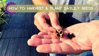 Expert Tips for Successful Harvesting and Planting of Daylily Seeds [upl. by Airtened147]