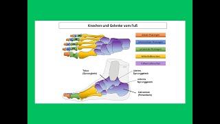 Knochen und Gelenke vom Fuß  Strahlentherapie Prof Hilke Vorwerk [upl. by Cummings]