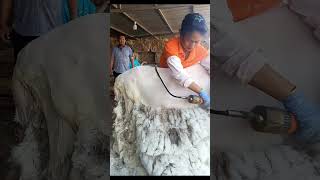 Sheep Shearing Process [upl. by Eudo213]