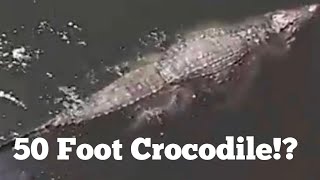 50 Foot Crocodiles Sighted at Sea [upl. by Ydnir]