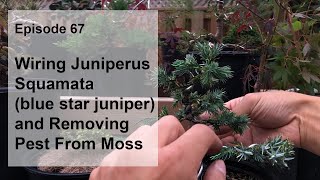 Episode 67 Wiring My Juniperus Squamata blue star juniper and Removing Pest From Moss [upl. by Orimar769]