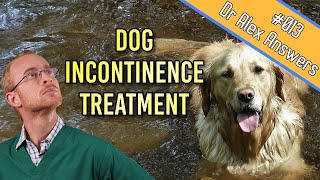 The SAFEST treatment of incontinence in dogs that works [upl. by Yrailih]