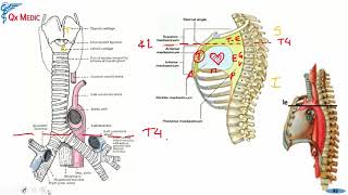 Anatomía  1 RM19 2V ANATOMIA TORAX PARED ABDOMINAL ANTERIOR Y POSTERIOR de Qx Medic on Vimeo [upl. by Ardisi]