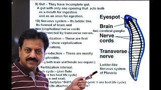 First Year  Chapter 10  Kingdom Animalia  Part 5  Phylum Platyhelminthes [upl. by Pellegrini125]