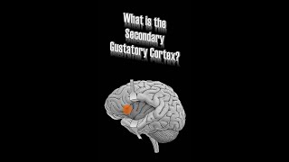 Secondary Gustatory Cortex [upl. by Simpson]