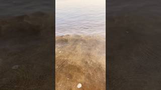 Exploring Sea Water and Birds at the Beach [upl. by Bowler8]