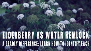 Elderberry vs Water Hemlock Identify the difference between one deadly and one very useful plant [upl. by Chita]