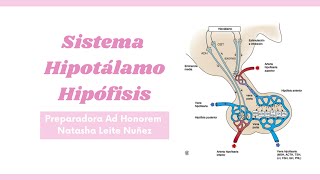 Sistema Hipotálamo Hipófisis  Preparadora Natasha Leite [upl. by Gilbertine786]