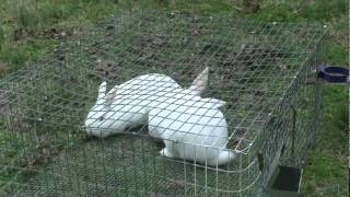 Rabbit Breeding [upl. by Enak282]