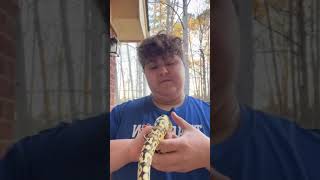 Montythe Firefly Yellowbelly ballpython ballpythons101 ballpythonsnake python pythonsnake cute [upl. by Eilraep]