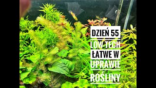 dzień 55 akwarium lowtech rośliny i glony [upl. by Alledi]