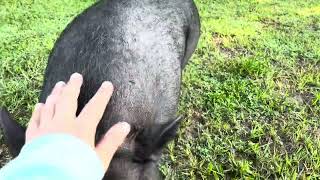 Pot bellied pig missed me while I was on vacation [upl. by Aihtenak567]