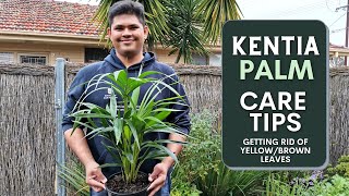 Kentia Palm Care Guide  How to avoid YellowBrown Leaves [upl. by Nies]